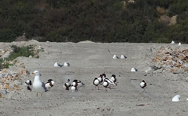 Aves en el entorno de Las Salinas de San Pedro del Pinatar.