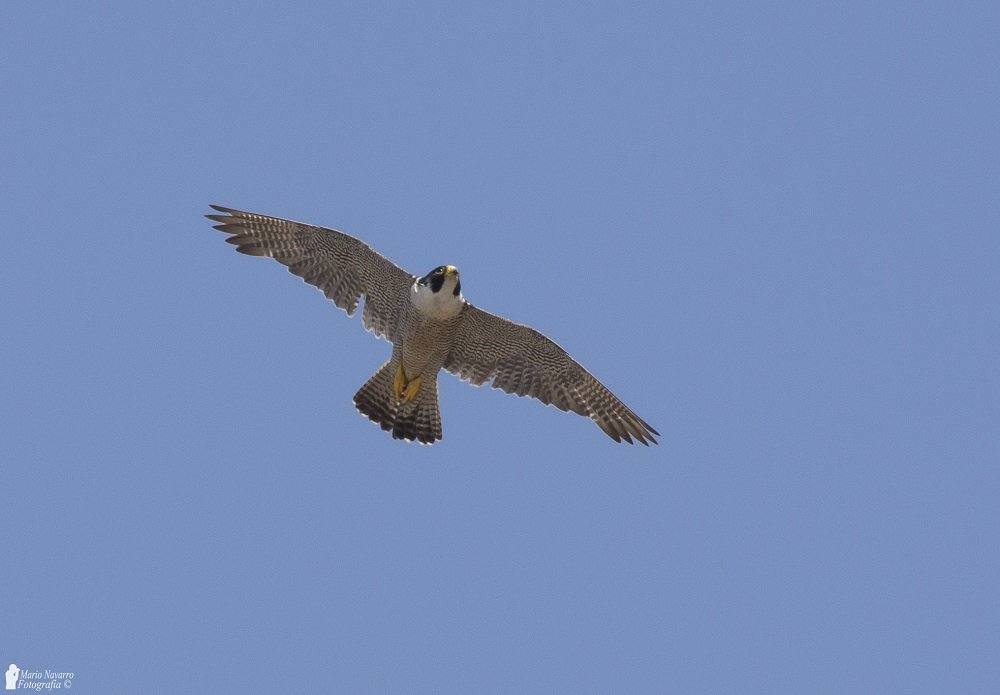 Fotos: Fauna y flora de Cabo Cope