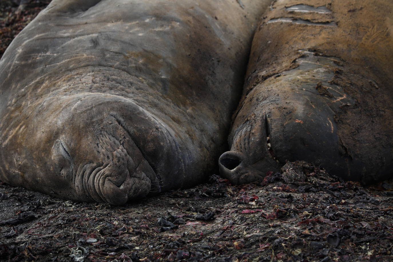 Fotos: Los secretos de la Antártida