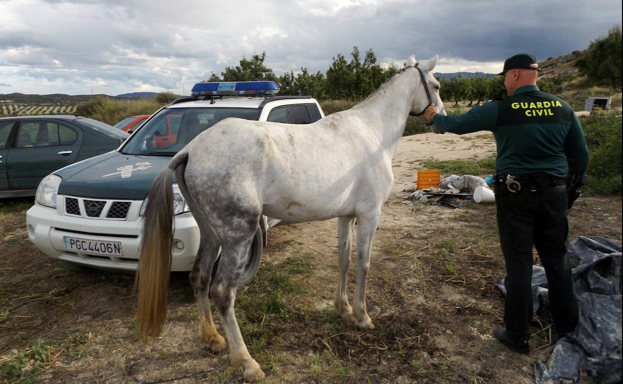 Un agente junto a la yegua recuperada.