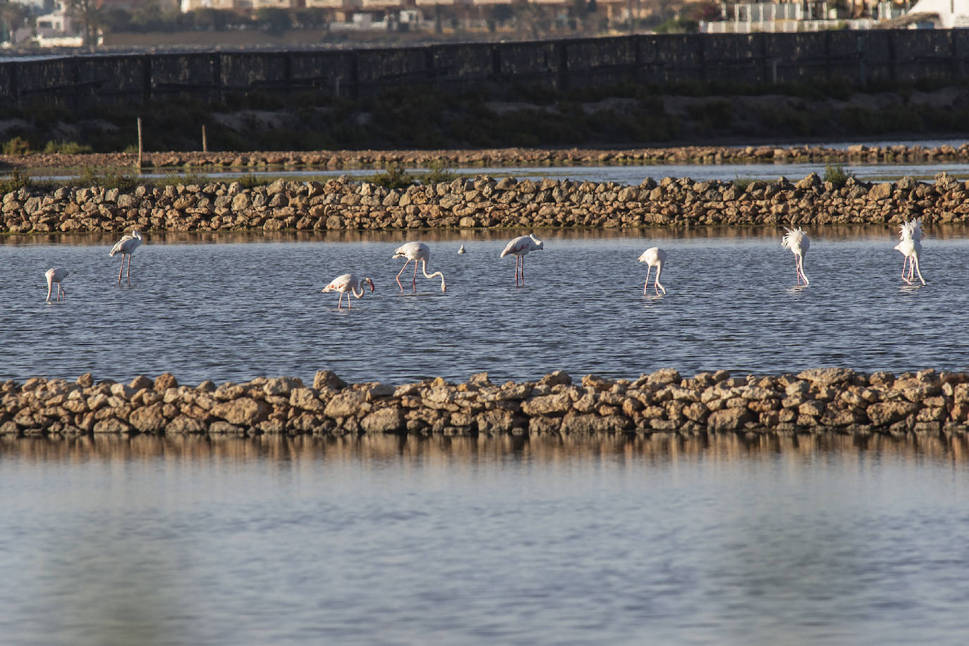 Las salinas situadas en la entrada de La Manga registran una inusual concentración de estas grandes aves acuáticas. 