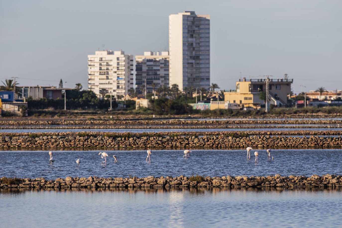 Las salinas situadas en la entrada de La Manga registran una inusual concentración de estas grandes aves acuáticas. 