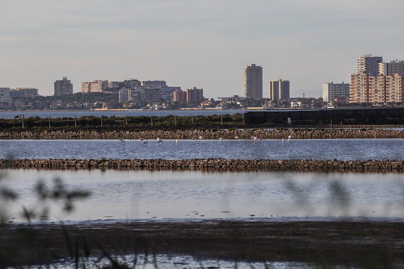 Las salinas situadas en la entrada de La Manga registran una inusual concentración de estas grandes aves acuáticas. 