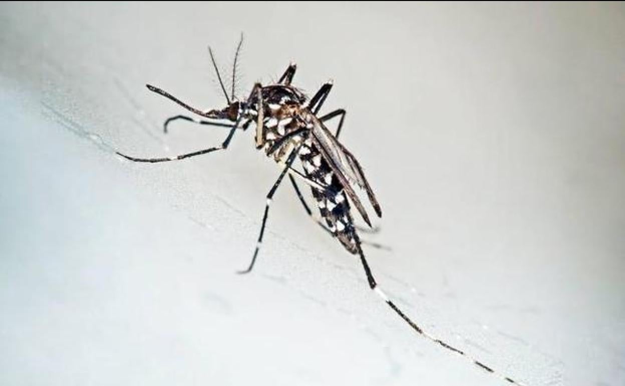 Un ejemplar de mosquito tigre.