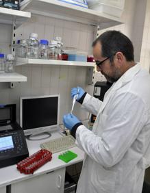 Imagen secundaria 2 - Ciprés de Cartagena o sabina mora. A la derecha, un investigador del área de botánica de la Universidad de Murcia. 