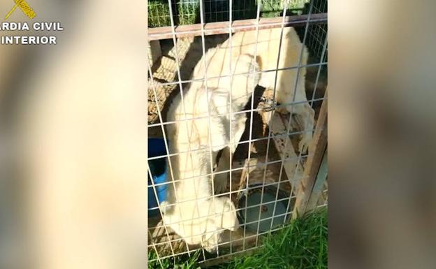 Uno de los perros abandonado en un criadero.