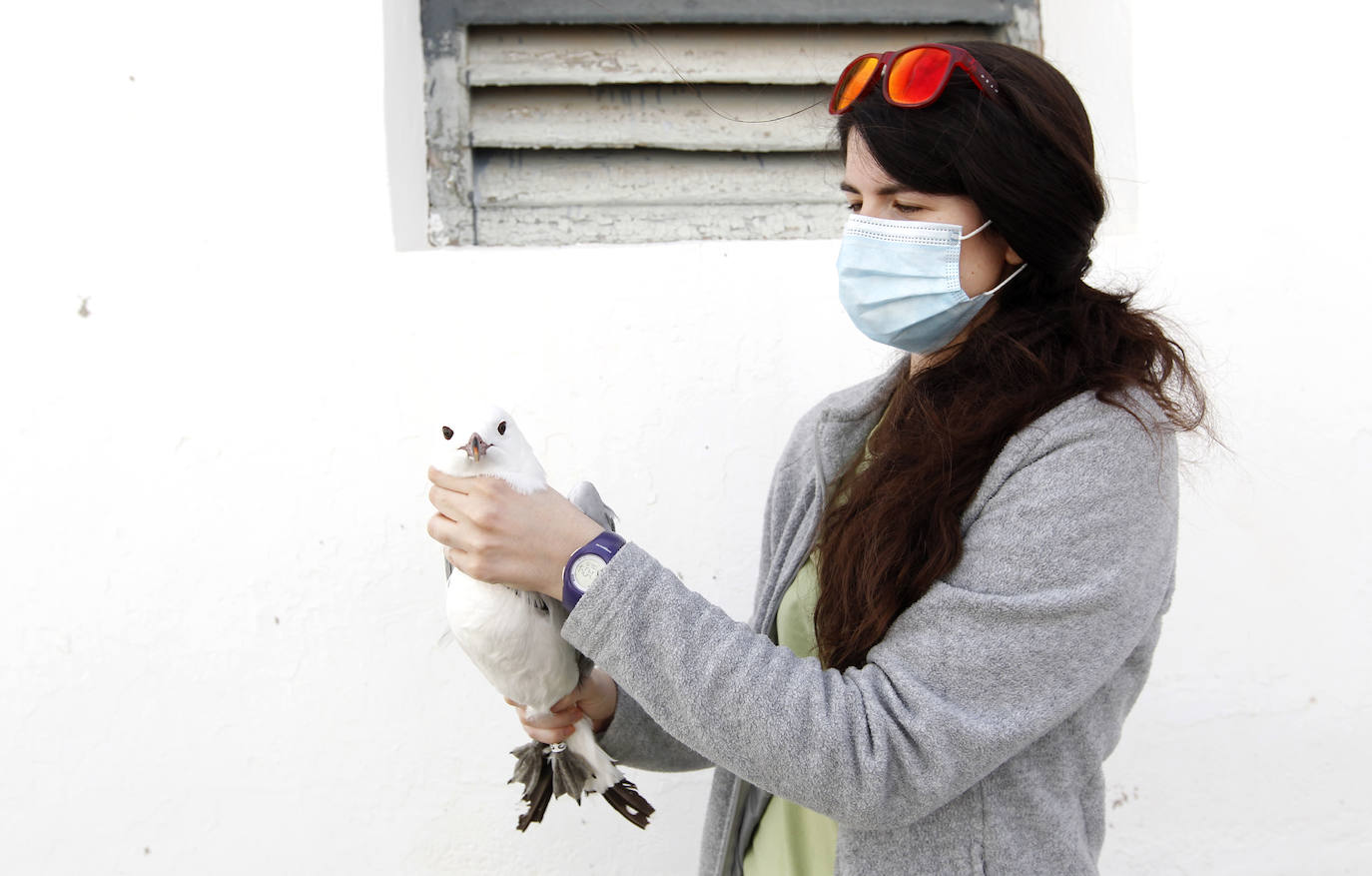 Fotos: La ruta gastronómica de las gaviotas