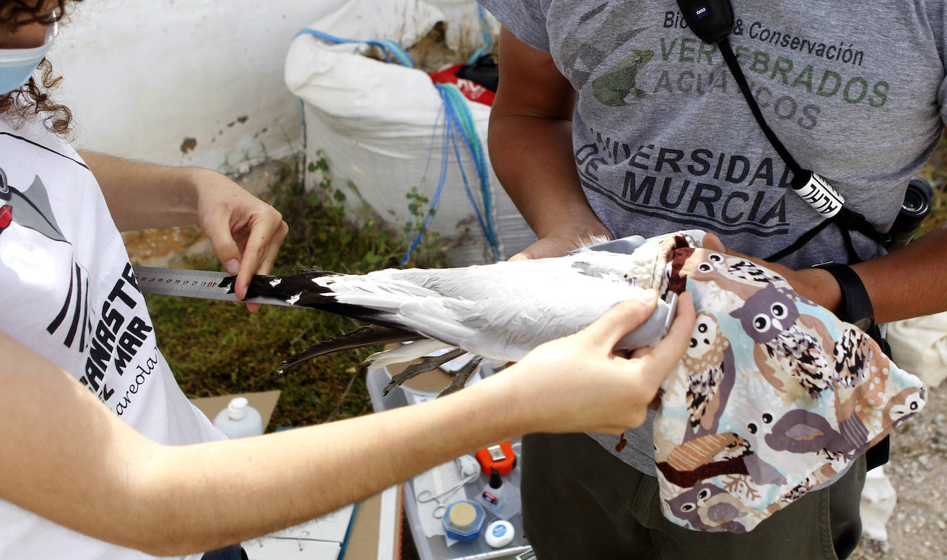 Fotos: La ruta gastronómica de las gaviotas