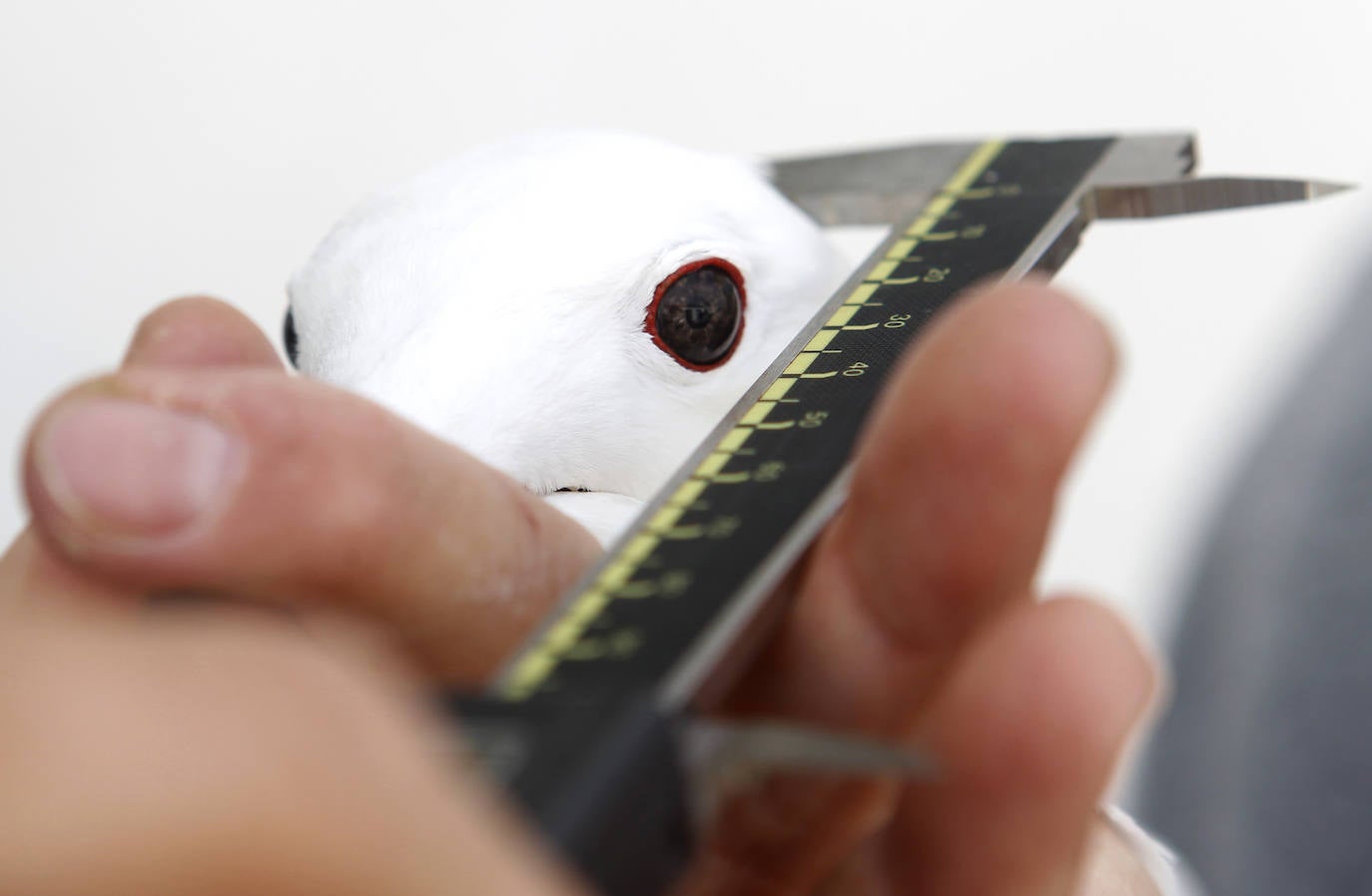 Fotos: La ruta gastronómica de las gaviotas