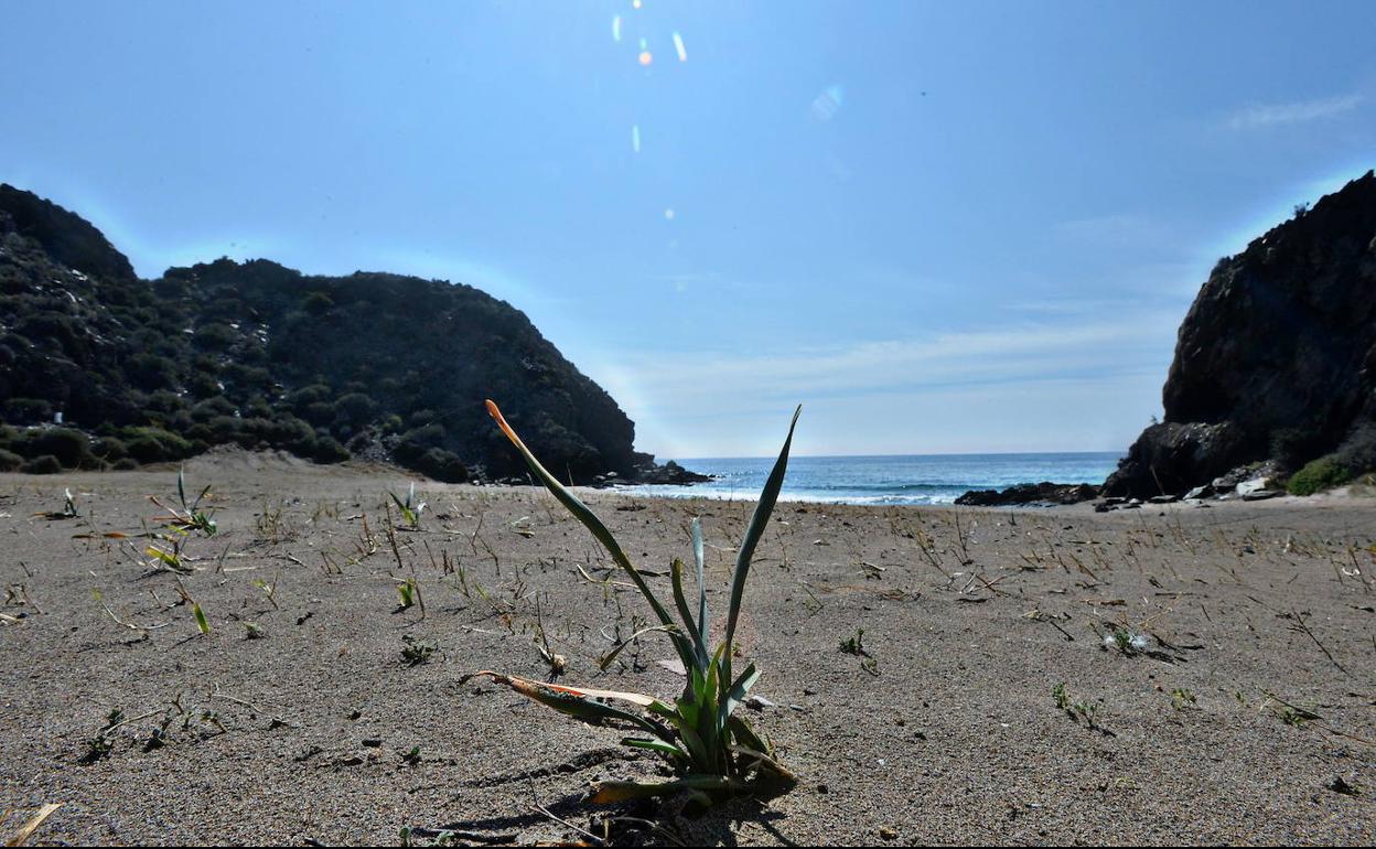 Playa del Baño de las Mujeres, después de la roturación con un tractor.