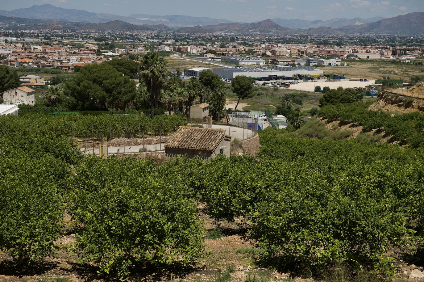 Fotos: El limón atraviesa otro &#039;ciclo dorado&#039;