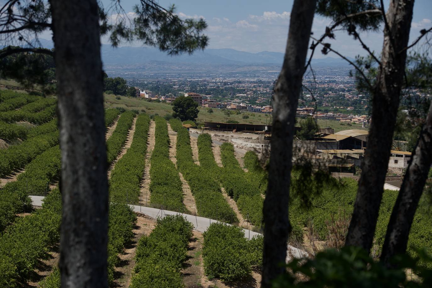 Fotos: El limón atraviesa otro &#039;ciclo dorado&#039;