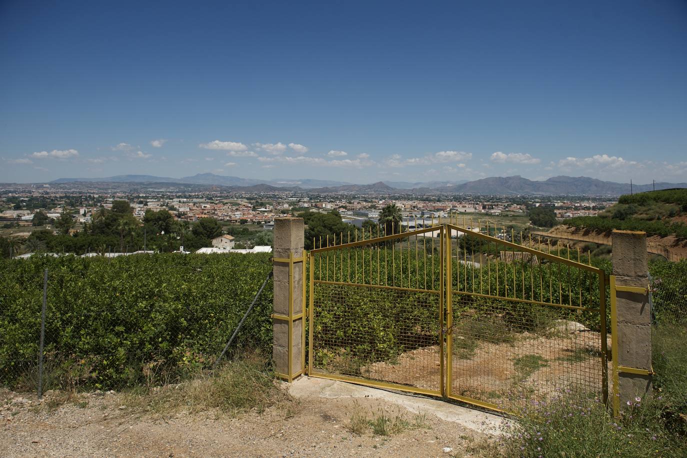 Fotos: El limón atraviesa otro &#039;ciclo dorado&#039;