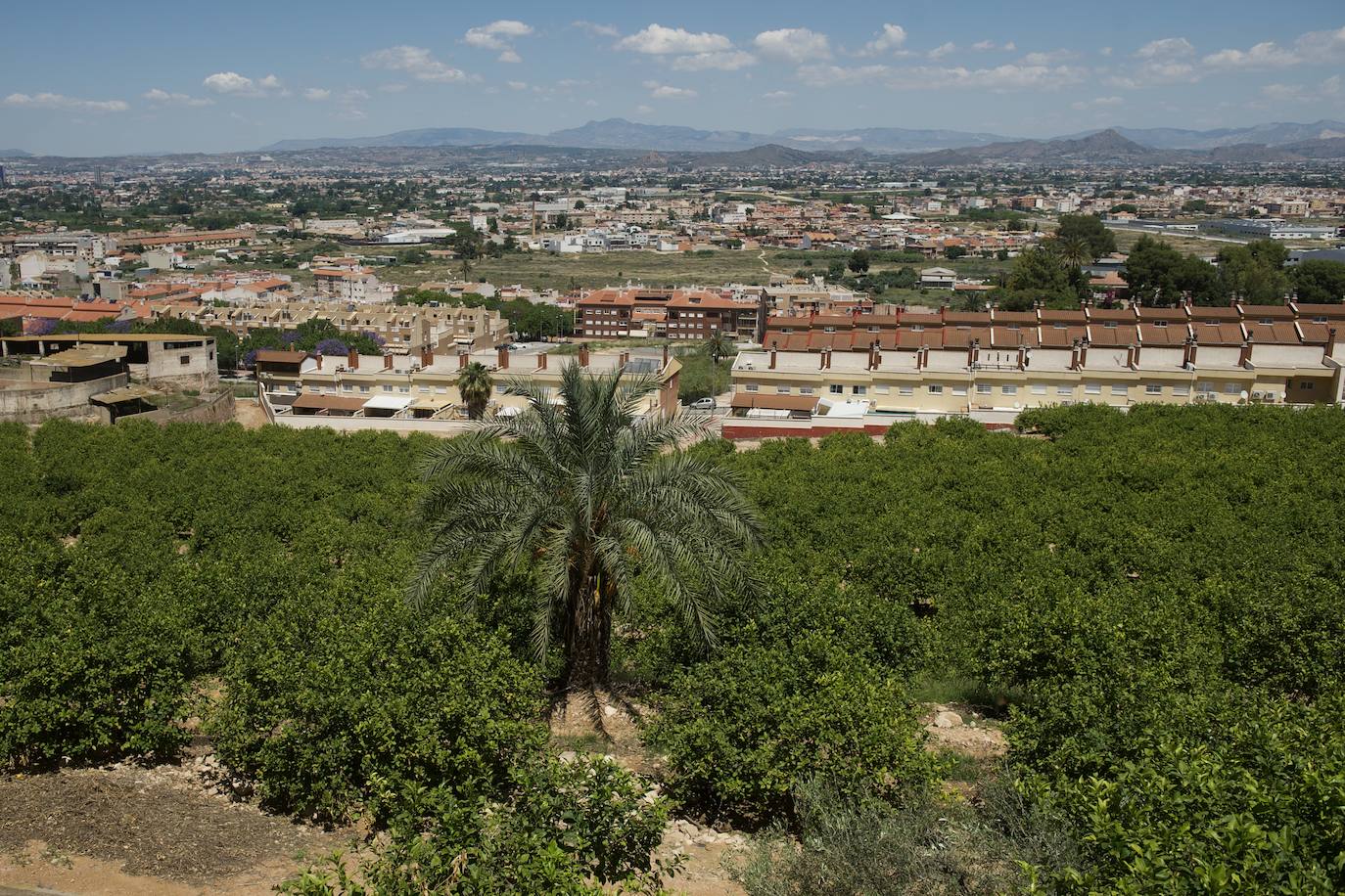 Fotos: El limón atraviesa otro &#039;ciclo dorado&#039;
