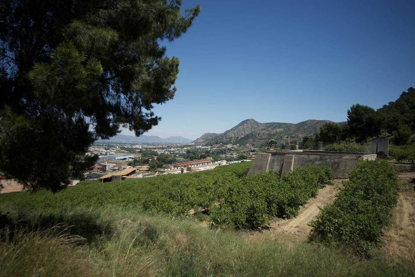 Fotos: El limón atraviesa otro &#039;ciclo dorado&#039;