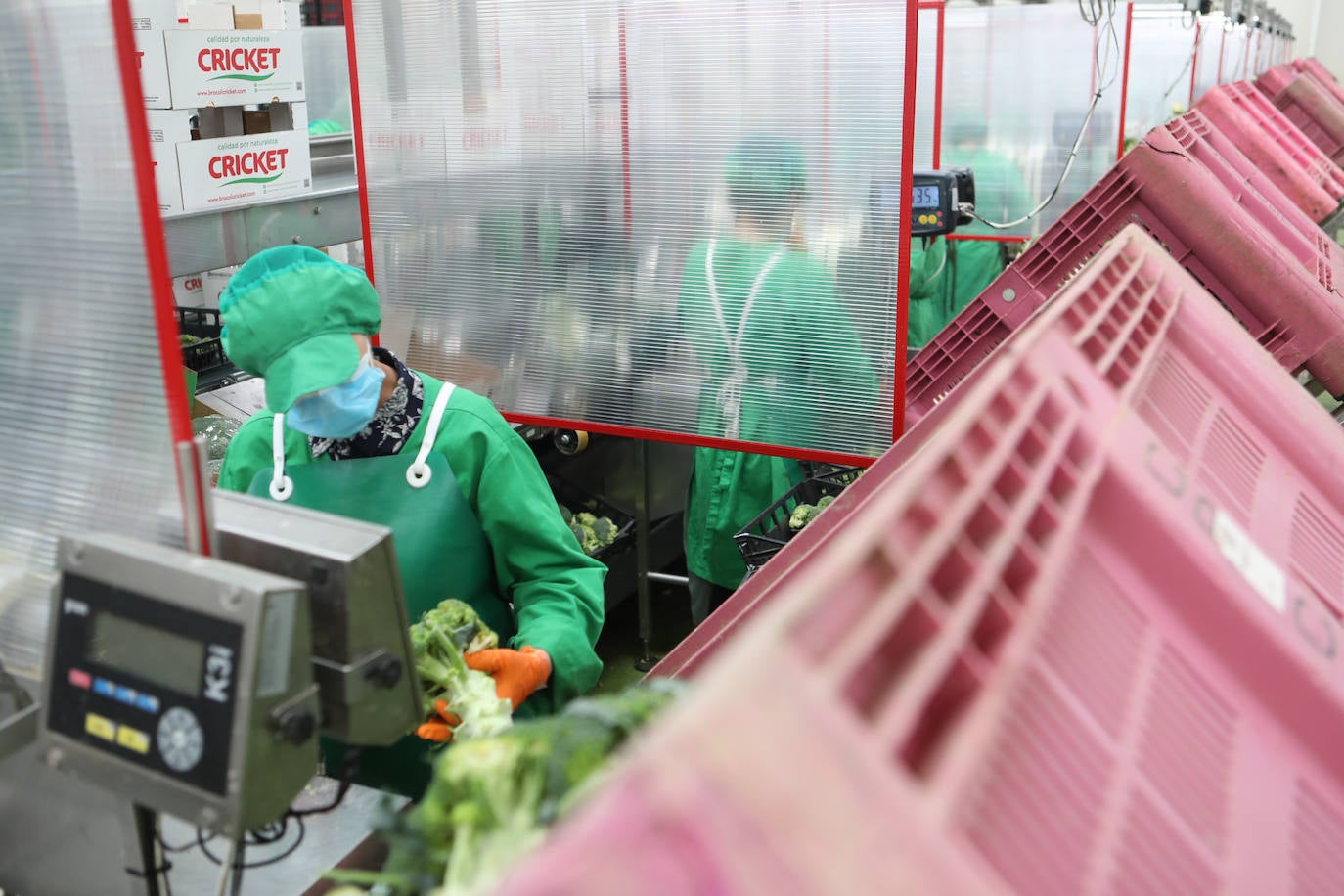Después de pasar por los rituales de seguridad previos, comienza la jornada laboral. En esta ocasión, el brócoli espera en las cajas para dejarlo listo para el mercado. 