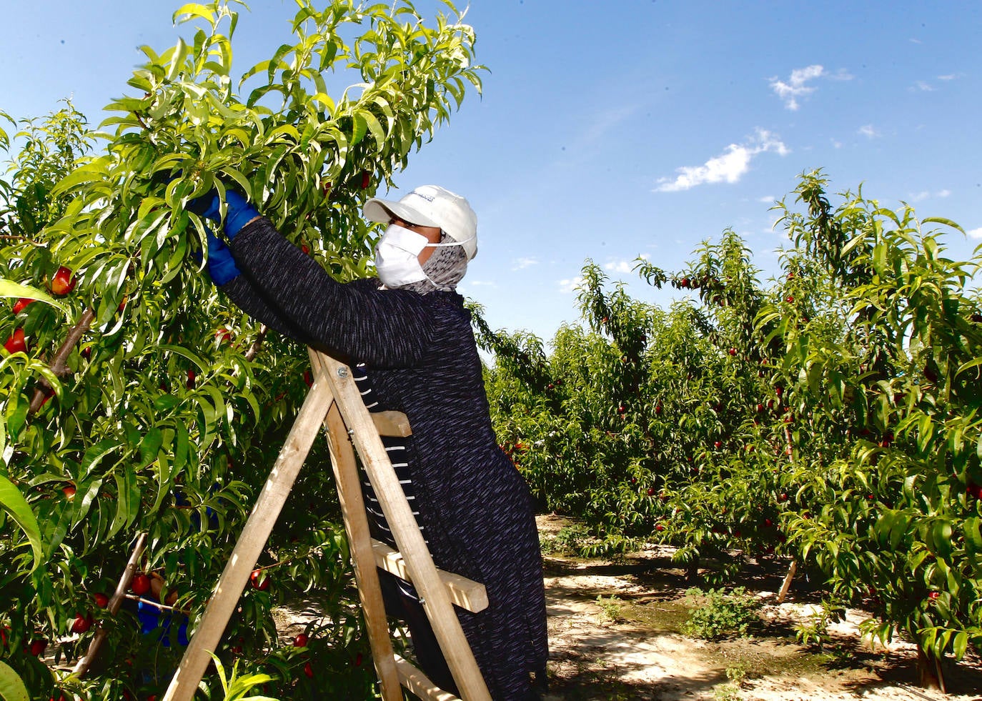 Fotos: Medidas de seguridad de Frutas Torero, de Abarán