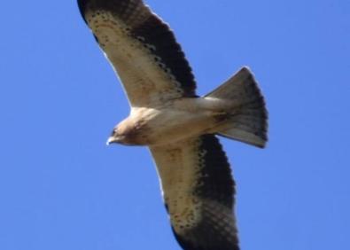 Imagen secundaria 1 - Repoblar un antiguo volcán contra el cambio climático