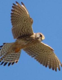 Imagen secundaria 2 - Distinta fauna fotografiada en el Cabezo Ventura, como una abubilla y un cernícalo.