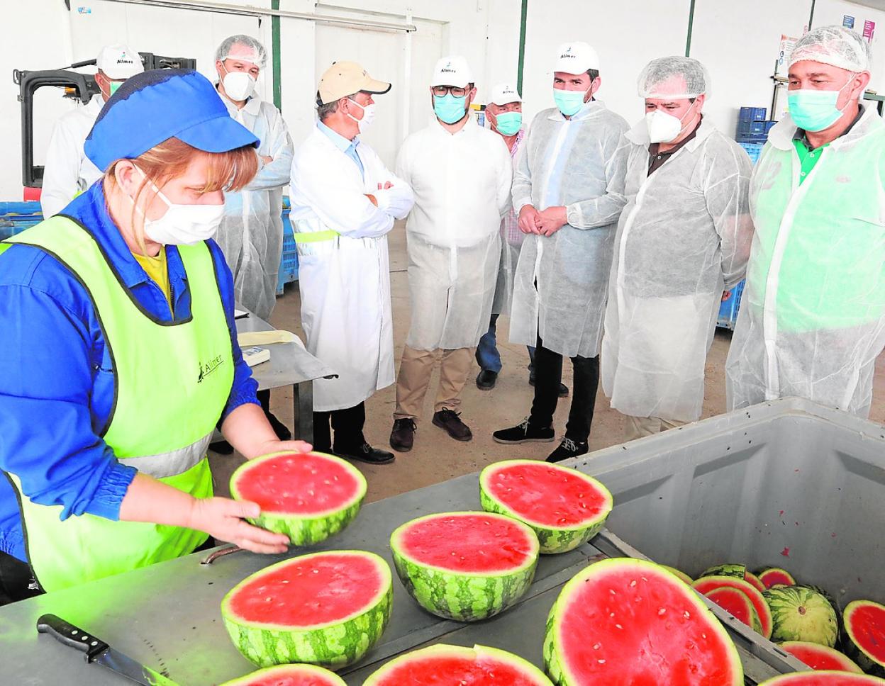 Una trabajadora de la cooperativa Alimer manipula sandía durante la visita de las autoridades, ayer. 