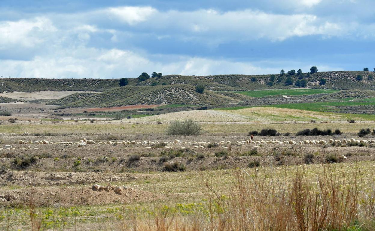 Un rebaño de ovejas en los terrenos arrendados por X-Elio en Zarcilla de Ramos para instalar su macroplanta solar.