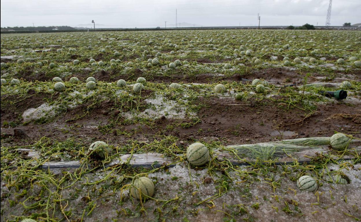 Cultivos de melón del Campo de Cartagena afectados por la granizada del lunes.
