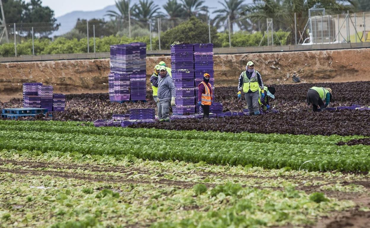 Trabajadores del campo recolectan lechugas en una imagen de archivo. 