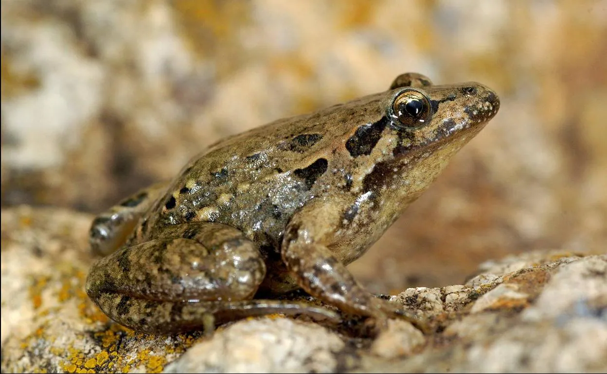 Sapillo pintojo meridional ('Discoglossus jeanneae'), ya desaparecido en la Región de Murcia.