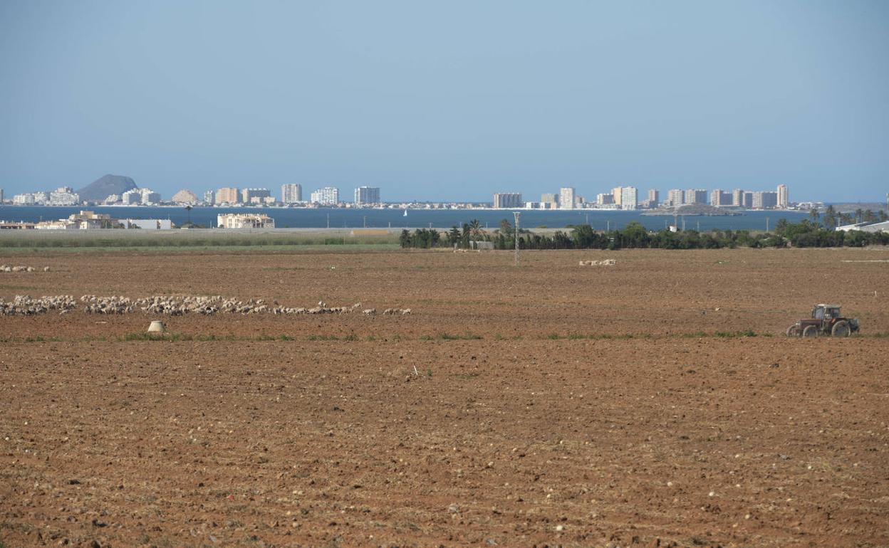 Labores agrícolas y de pastoreo en las proximidades del Mar Menor, con La Manga al fondo, ayer tarde. 