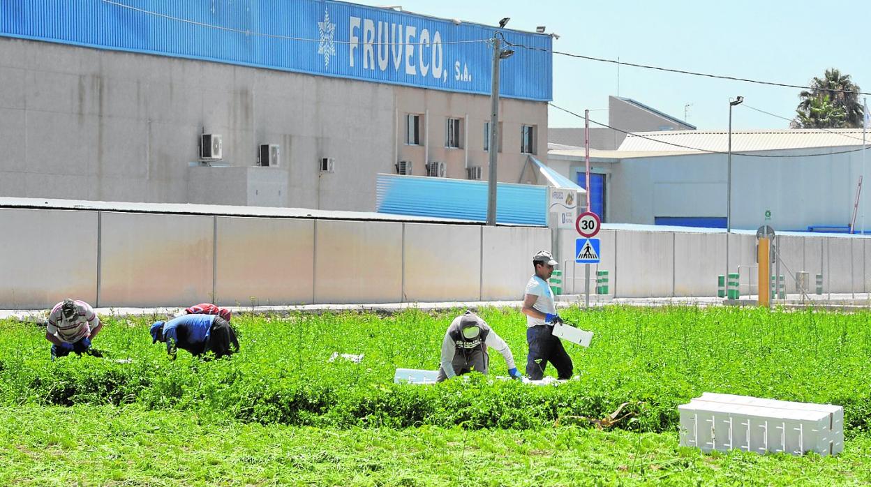 Trabajadores recogen verduras ayer frente a la planta de Fruveco en El Raal, afectada por el brote. 