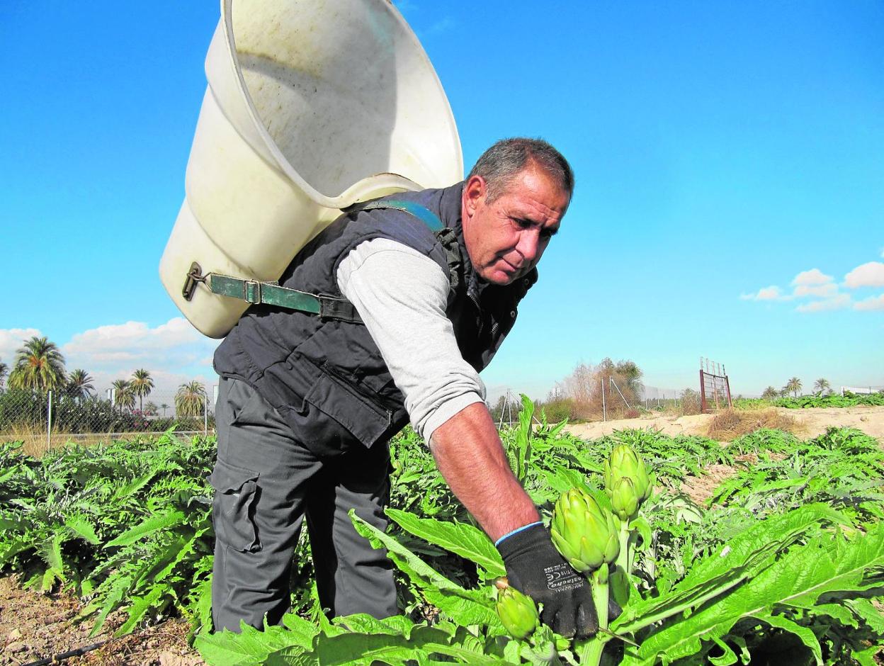 Un agricultor recogealcachofas en su finca.