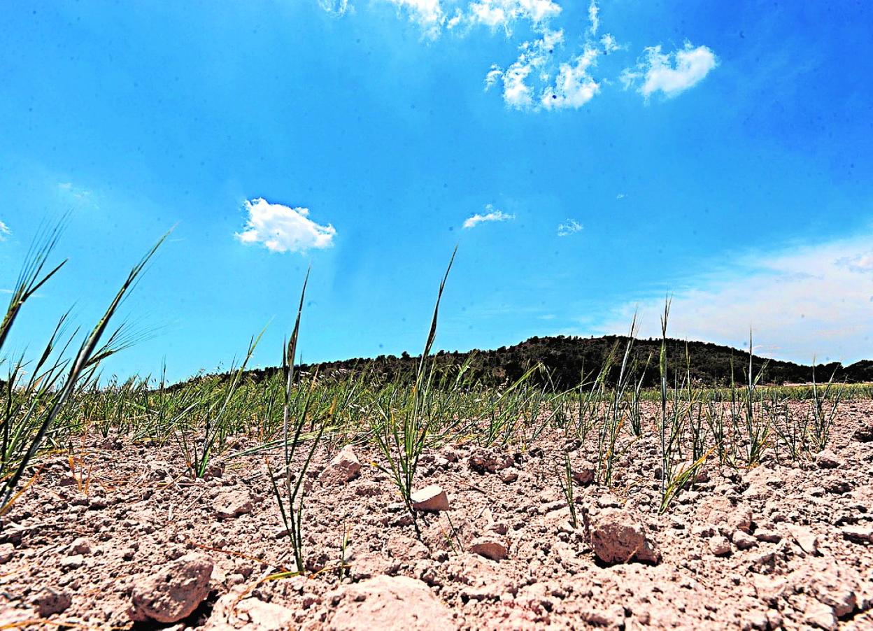 Campo de cereales sin crecer debido a la sequía prolongada en las pedanías altas de Lorca. 