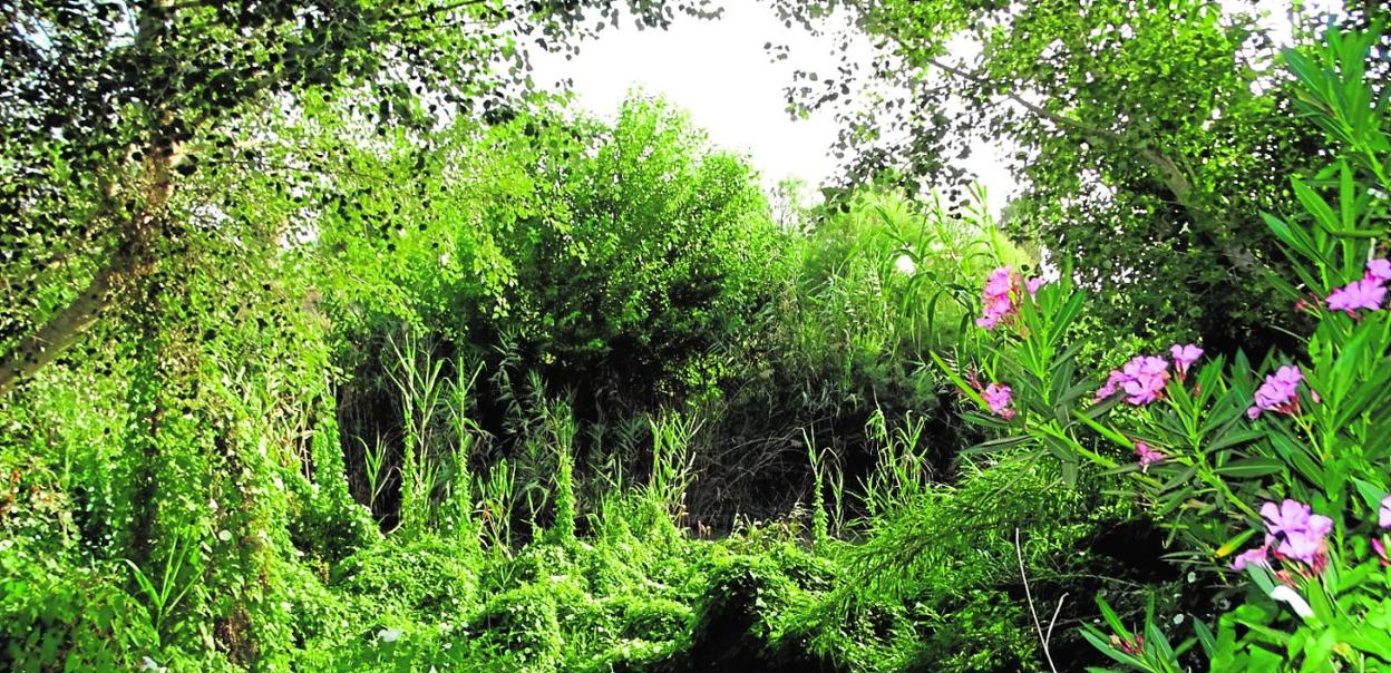 Bosque de ribera recuperado en el Rincón de Los Ortuños, en la pedanía de Rincón de Seca. 