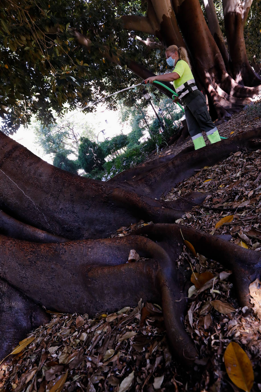 Fotos: ‘Duchas’ a los ficus para evitar la caída de ramas por el calor