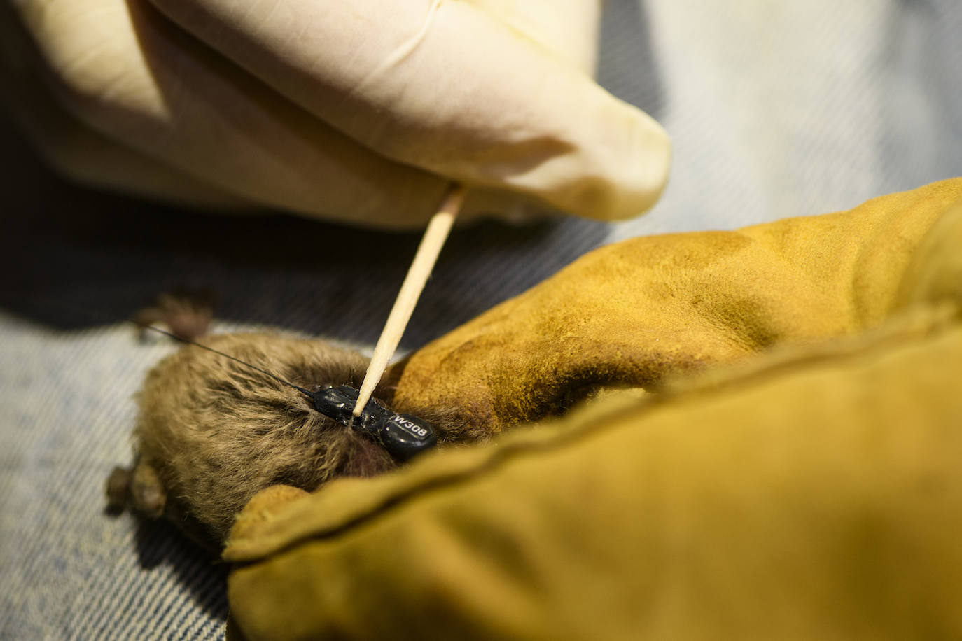 Fotos: La vida secreta del murciélago ratonero patudo