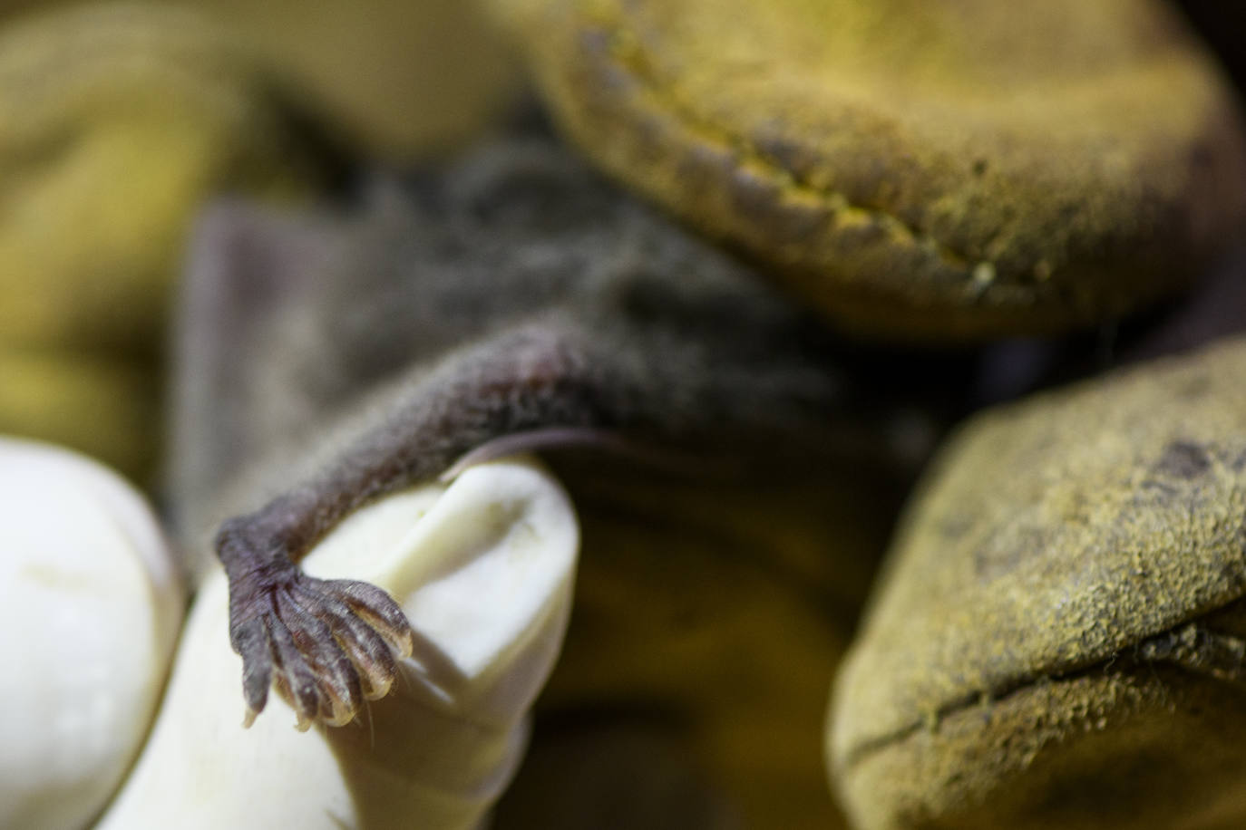 Fotos: La vida secreta del murciélago ratonero patudo