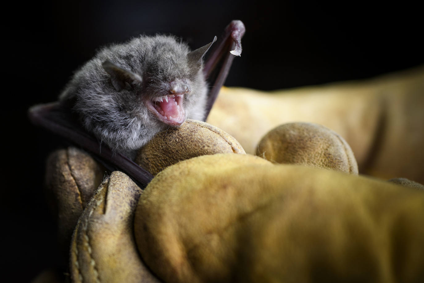 Fotos: La vida secreta del murciélago ratonero patudo