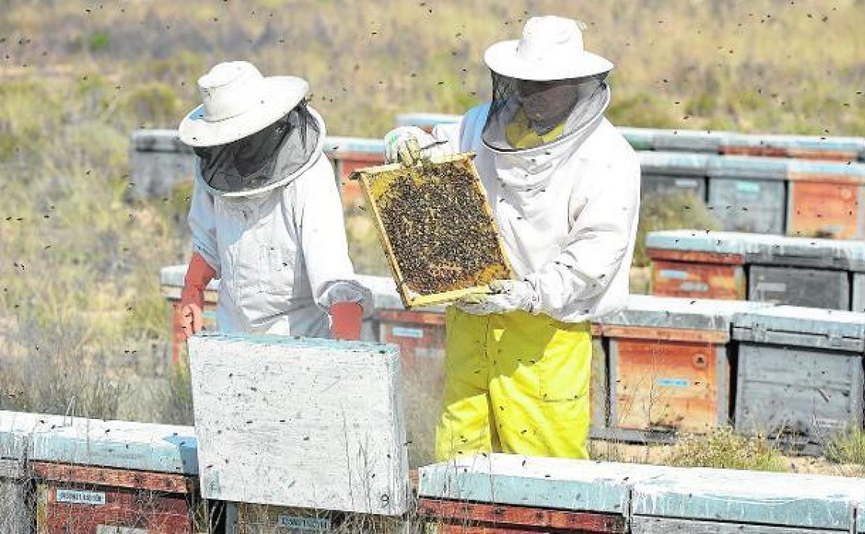 Dos apicultores en una foto de archivo.