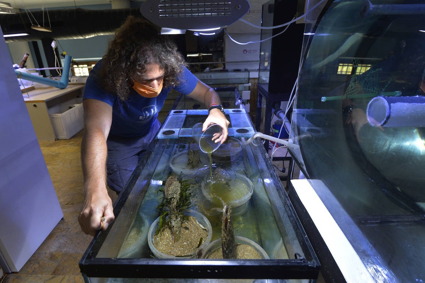 Emilio Cortés manipula una nacra en un tanque del Acuario de la UMU.