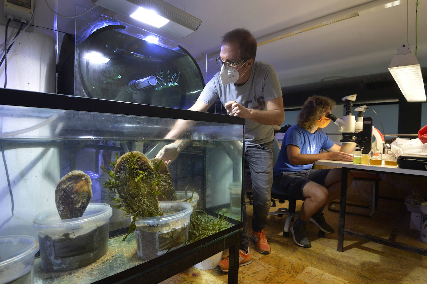 Emilio Cortés manipula una nacra en un tanque del Acuario de la UMU.