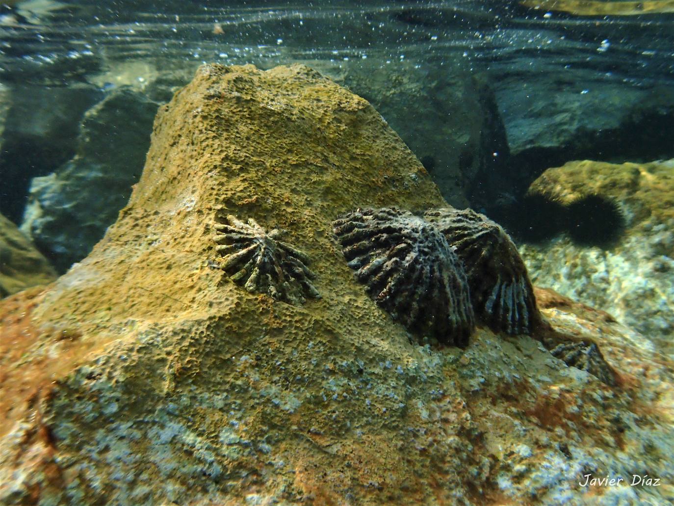Fotos: Mucho más que una lapa
