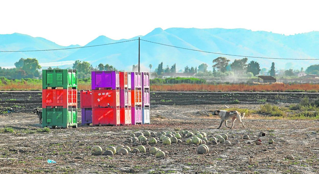 Imagen de un campo de cultivo de sandías tomada ayer en la pedanía lumbrerense de El Esparragal, localidad en la que Eleazar Blandón trabajaba cuando sufrió el golpe de calor que, posteriormente, le causó la muerte. 