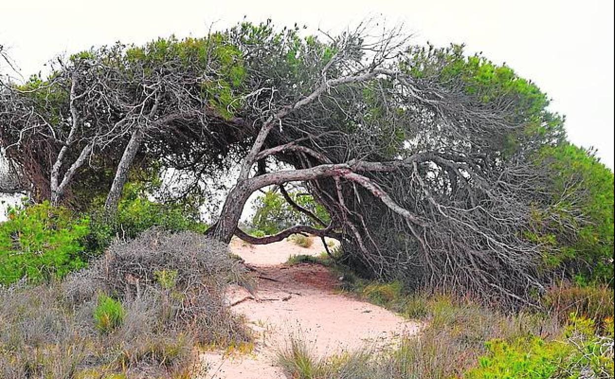 Los pinos retorcidos del Parque de las Salinas de San Pedro.