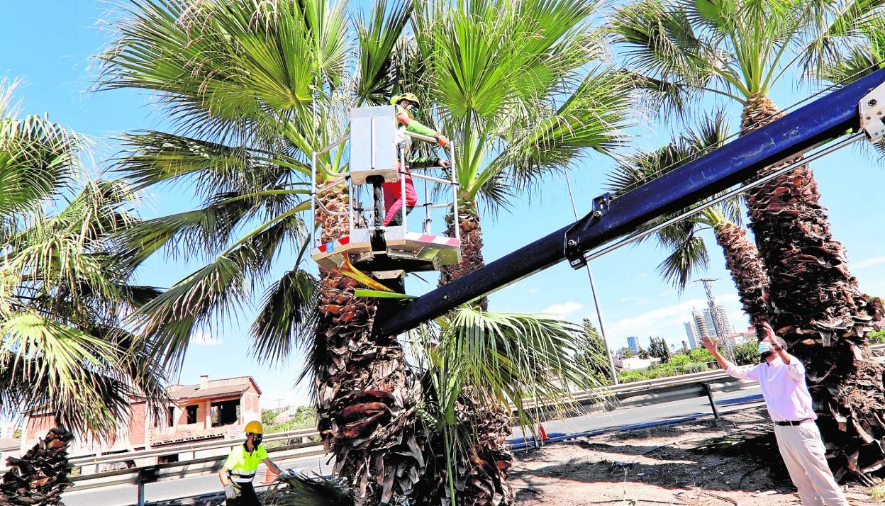 El concejal José Guillén (d.) supervisa ayer la poda de palmeras, en el nudo de Espinardo junto a la A-30. 