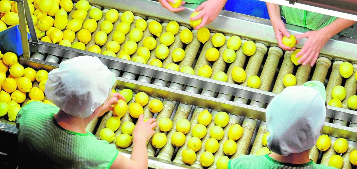 Unas trabajadoras se dedican al manipulado y envasado de limones en una empresa de Santomera. 