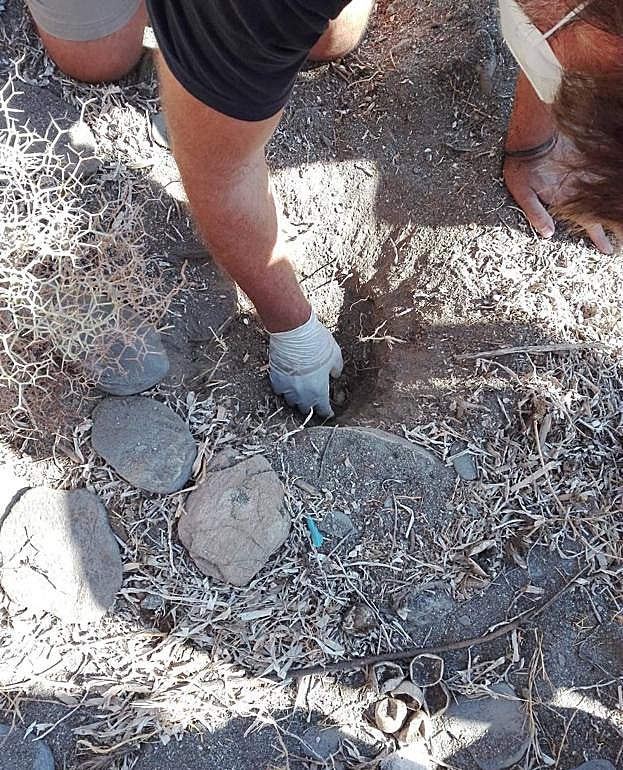 El nido de Calnegre, en una zona pedregosa.