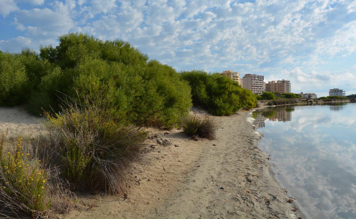 La Caleta del Estacio, invadida por un bosquete de acacias.