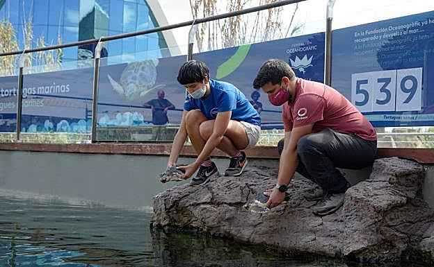 Personal del Oceanogràfic introduce dos tortugas bobas enviadas desde la Región en el Arca del Mar.