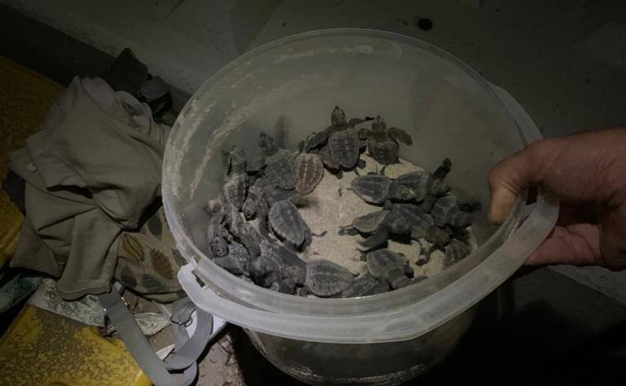 Algunas de las tortugas bobas nacidas en la noche de este jueves en La Manga.