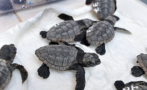 Galería. Las crías de tortuga boba del nido de La Manga.